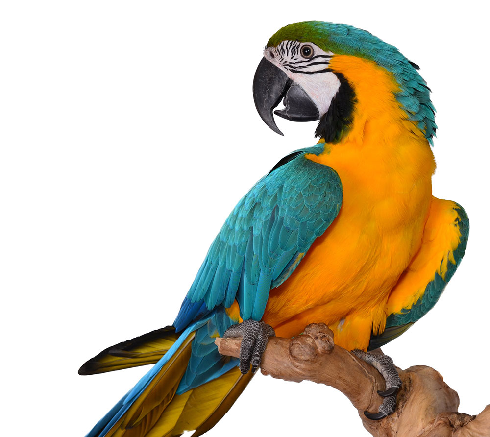 Parrot-fedorafans.com