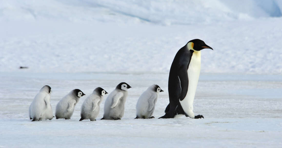 penguin-fedorafans.com